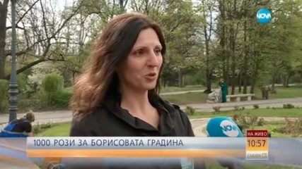 Засаждат още 1000 рози в Борисовата градина