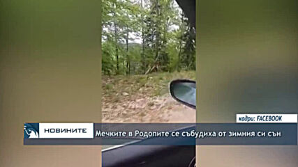 Мечките в Родопите се събудиха от зимния си сън
