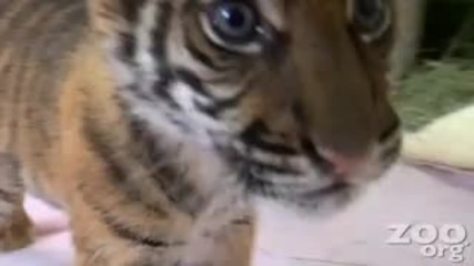 Baby Tiger Sweet / Бебе тигър сладко ! * H D *