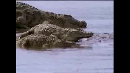 Най - големият в света пресноводен крокодил Густав 
