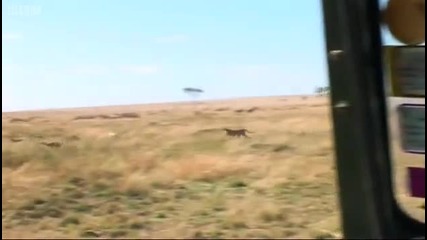 Cheetah hunting gazelle - Big Cat Diary - Bbc 