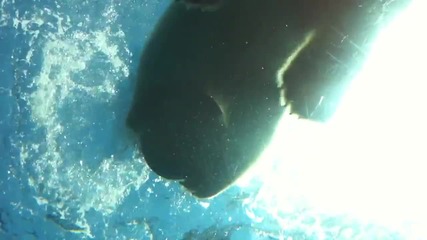 Полярна мечка плува пред хората в Зоологическата градина на Питсбърг...! 