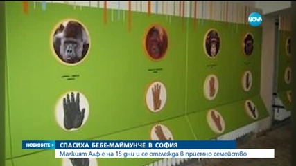 Служители на Столичния зоопарк отглеждат маймунче у дома