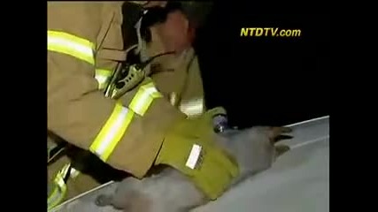 Куче спасява 4 новородени котета от пожар!