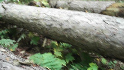 Гъби в кората на дърво, Канадски прелести, Hd 
