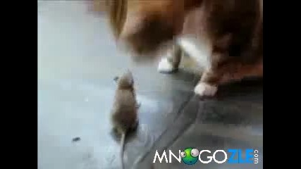 Мишка здухва котка - Показа и кой е шефа