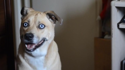 !!!!!куче с невероятни очи!!!!!!
