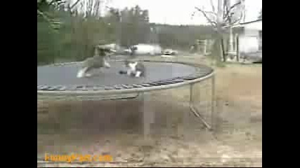 Куче Vs Котка Върху Трамплин
