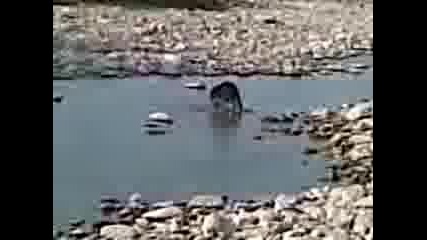 Видео000.3gp