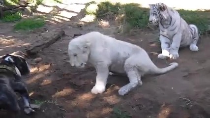Куче и бяло лъвче си играят.
