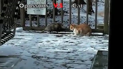 Битка:опосум срещу котка