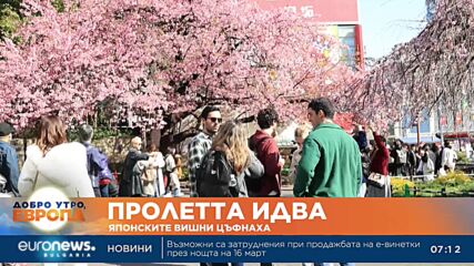Японските вишни цъфнаха по-рано