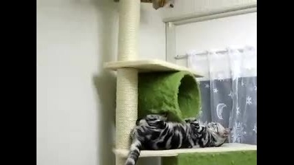 Красиви котета...