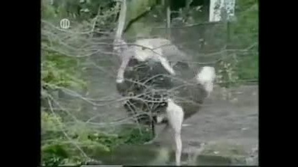 луди животинки