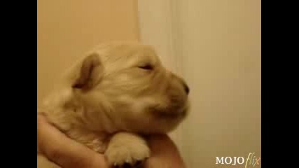 Сладко кученце лае :)
