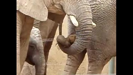 Слон търси нещо в гъза на приятел 