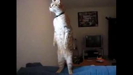 Котка 