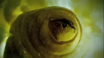 Nat Geo Wild 2010 Preview Commercial