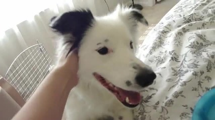Най-работливото куче!!