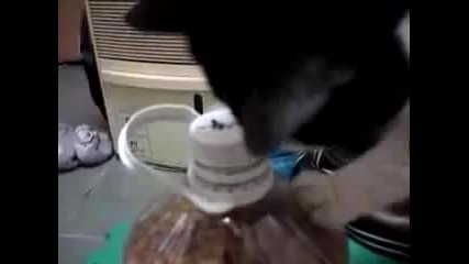 Много умна котка отваря бутилка