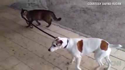 Котка разхожда куче