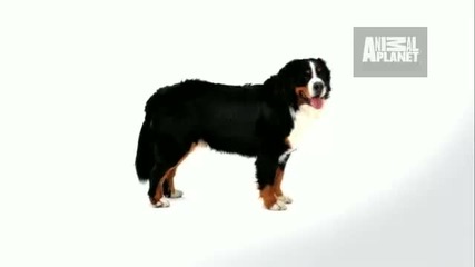 Dogs 101 - Bernese Mountain Dog