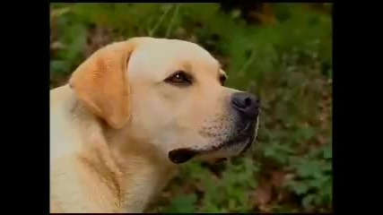 Labrador Retriever - Royal Canin