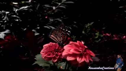 Nicholas Gunn - Завръщането на пеперудата (hd) 