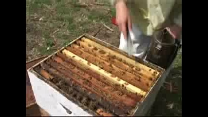 Removing Queen Cells from Cell - Builder Hives