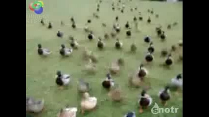 Атака От Гъски * Опасно *