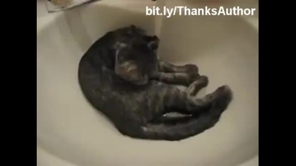Котки на душ