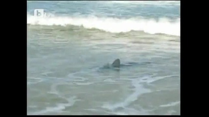 Акула стресна плажуващи в Ню Джърси