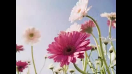 Цвете Рай и релаксираща музика 