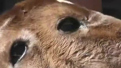 Теле с две глави се роди в Перу !