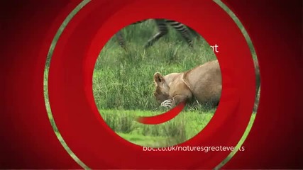 B B C One - Лъвове ловят Зебри 