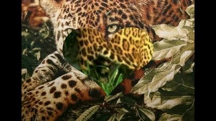 Леопарди и тигри