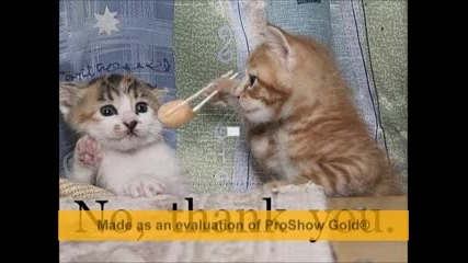 Смешни Котета