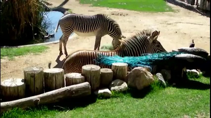 Зебра си играе със паун