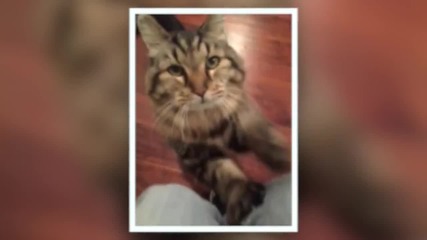 Кордюрой - най-старата котка в света
