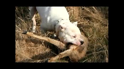 Dogo Argentino For Hungary.flv