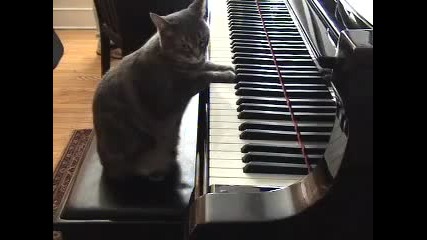 Най - музикалната котка която сте виждали 