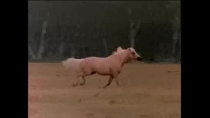 The Silver Brumby Part 9