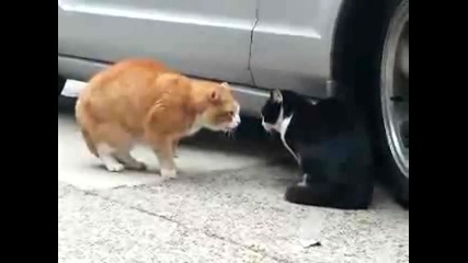 Котки се карат / Смях /