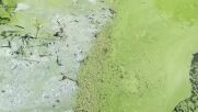 Токсични водорасли застрашават най-голямото сладководно езеро на Острова
