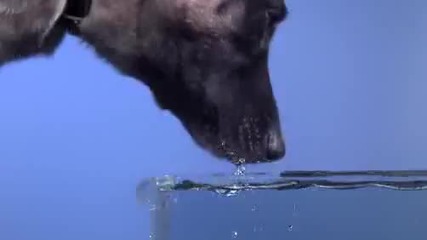 Time Warp - Dog Drinking 