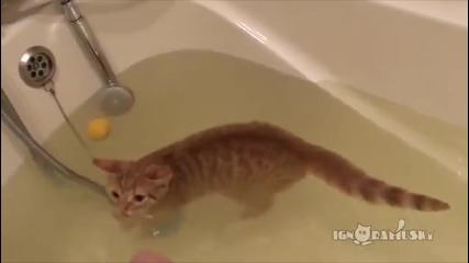 Котка плувкиня