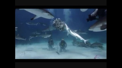 Shark Week The Great Bites Collection 