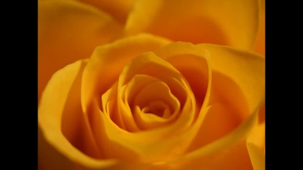 Bobby Horton - The Yellow Rose Of Texas (lyrics)-жълтата роза на Тексас