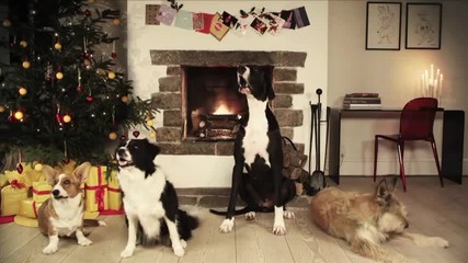 Кучета Лаят Jingle Bells