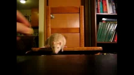 какво може един плъх за храна